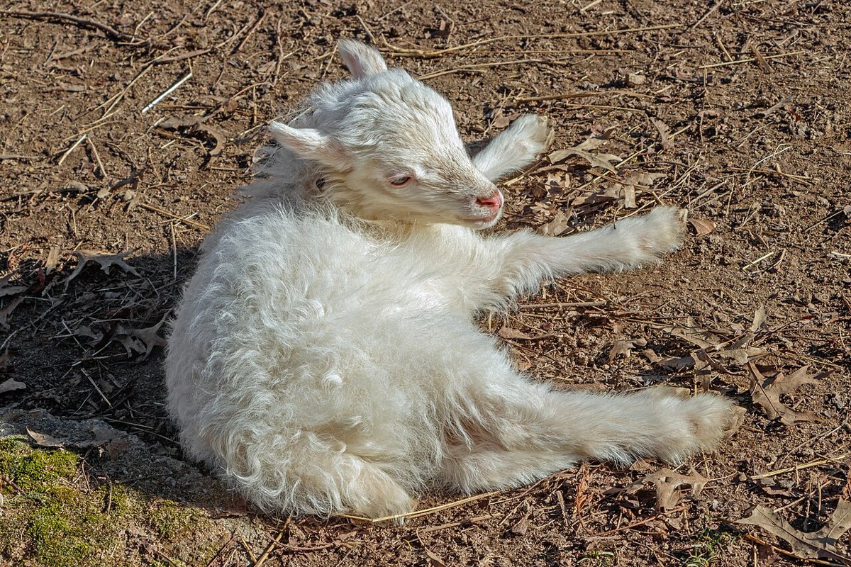 Agneau