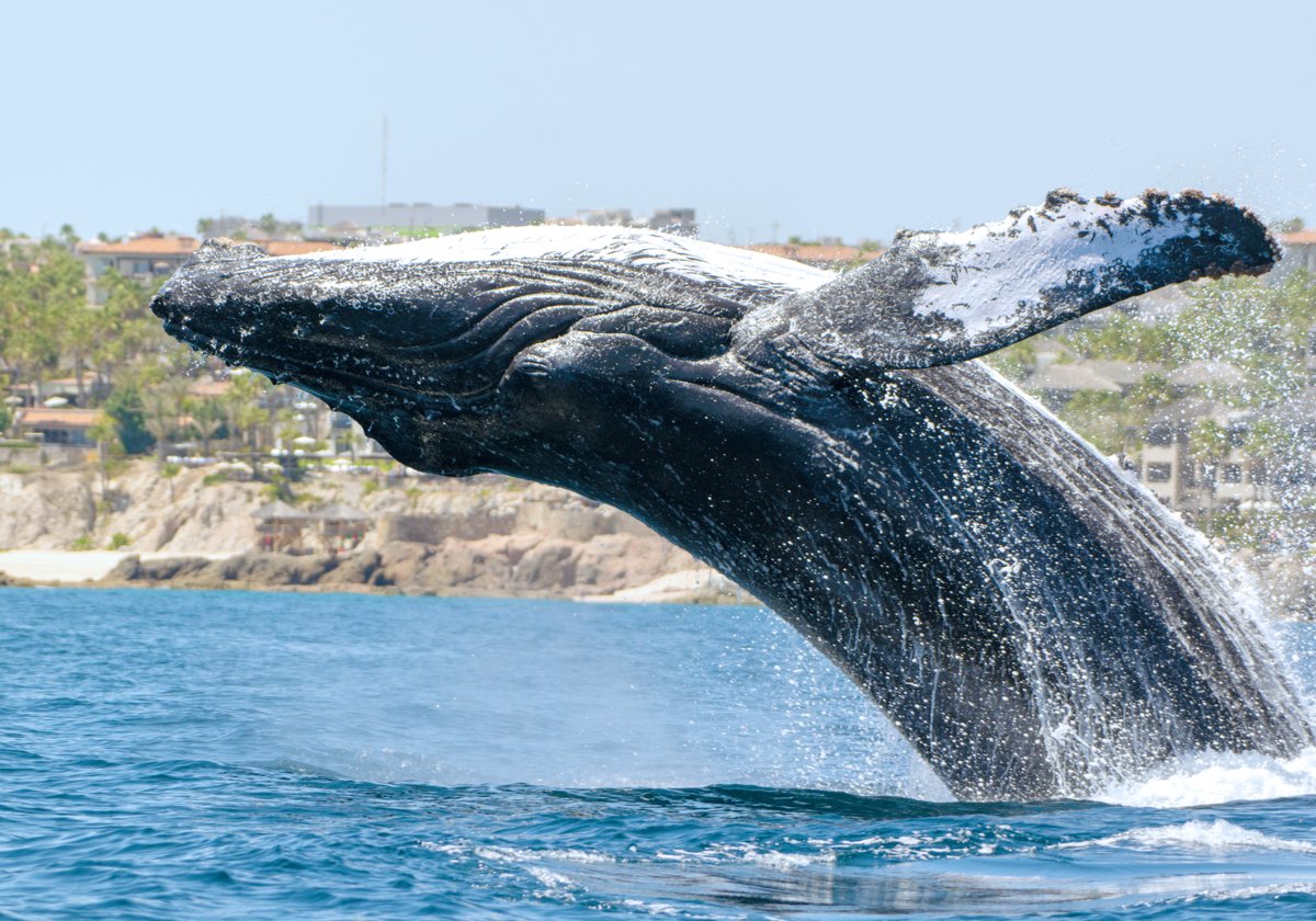 Baleine à bosse
