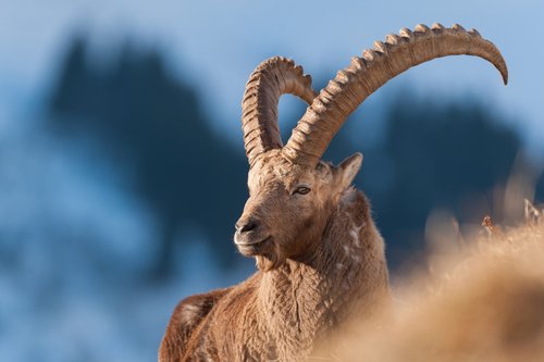 Bouquetin des Alpes