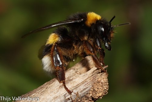 Bourdon terrestre