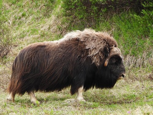 Bœuf musqué