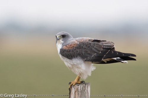 Buse variable