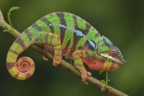 Caméléon panthère