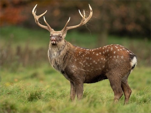 Cerf sika