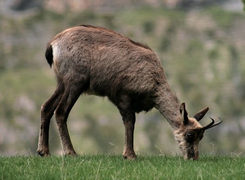 Chamois