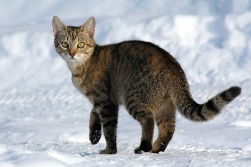 Chat domestique