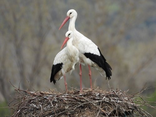 Cigogne blanche