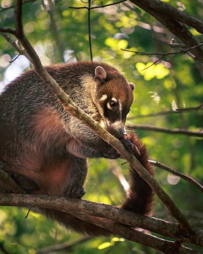 Coati roux