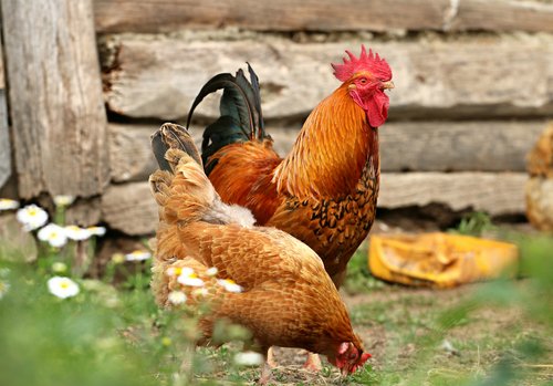 Coq