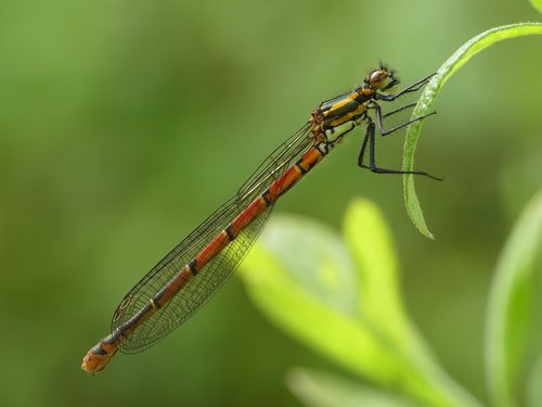 Demoiselle écarlate