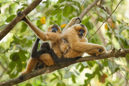 Gibbon à favoris roux