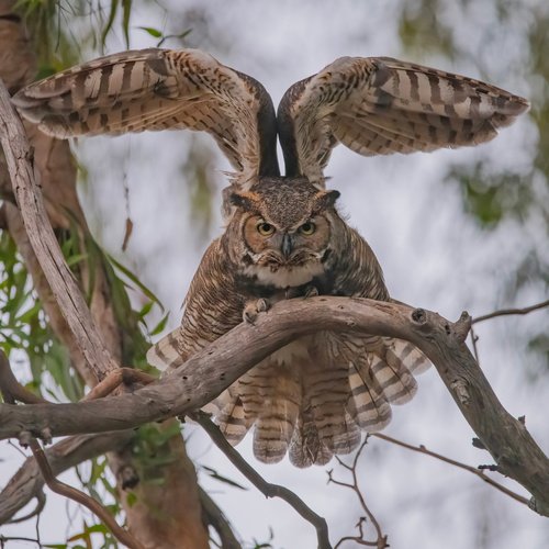 Hibou grand-duc