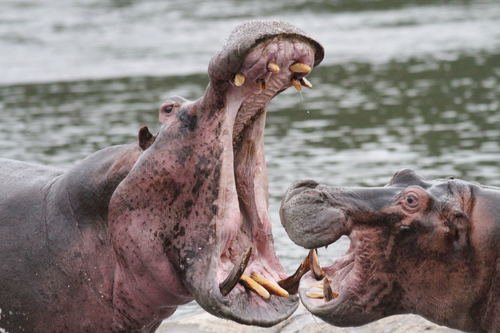 Hippopotame