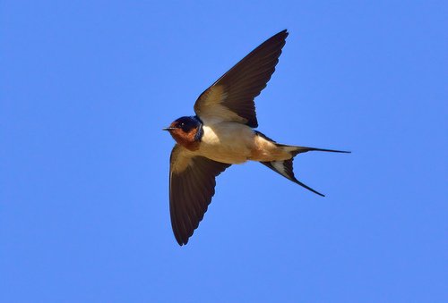 Hirondelle rustique