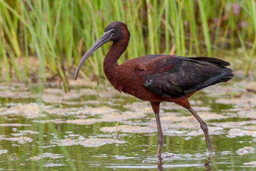 Ibis falcinelle