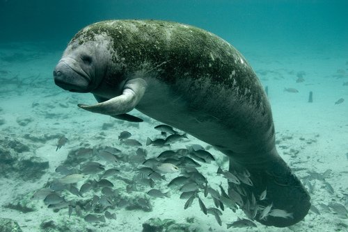 Lamantin des Caraïbes