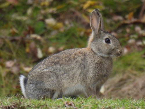 Lapin de garenne