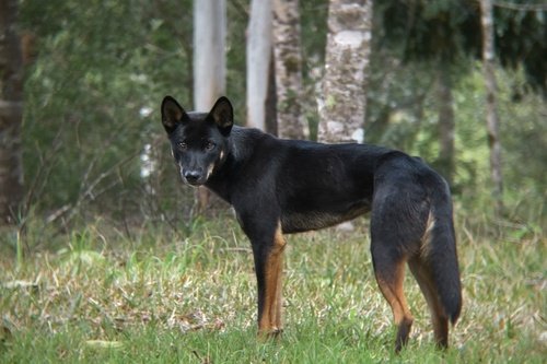 Loup gris