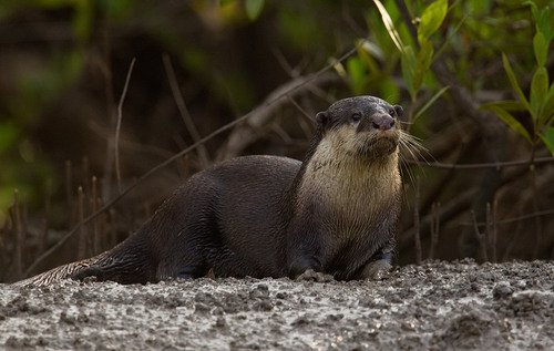 Loutre d’Europe