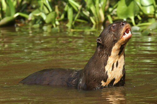 Loutre géante