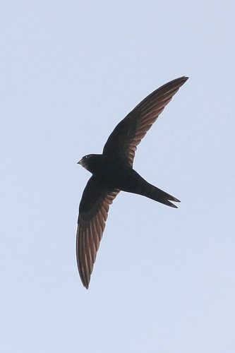Martinet noir