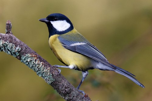 Mésange charbonnière