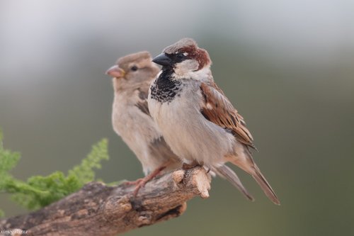Moineau domestique