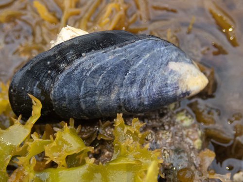 Moule commune