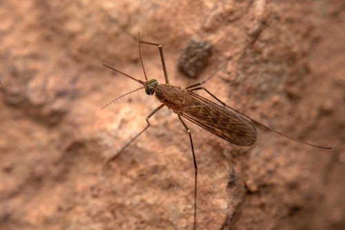 Moustique commun