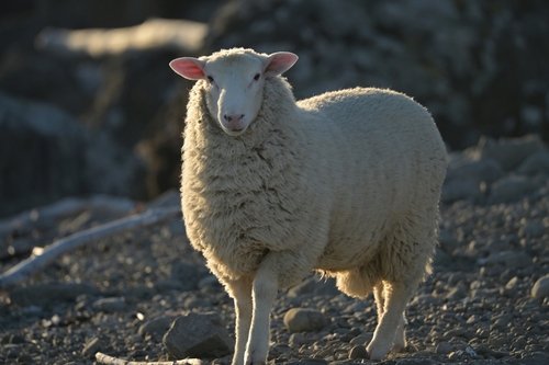 Mouton