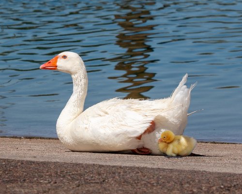 Oie domestique