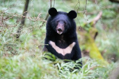 Ours noir à collier