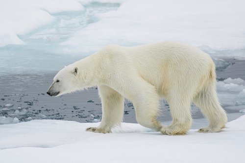 Ours polaire