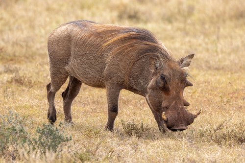 Phacochère