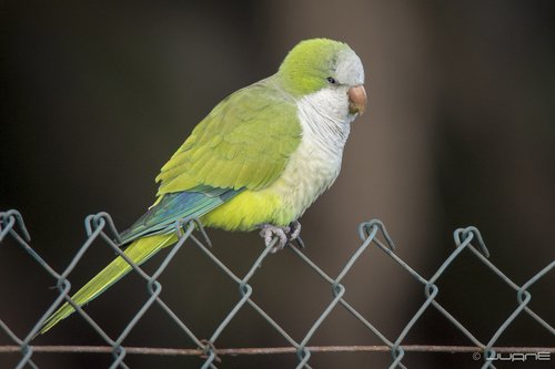 Phoque moine