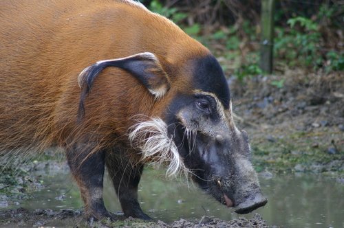 Potamochère