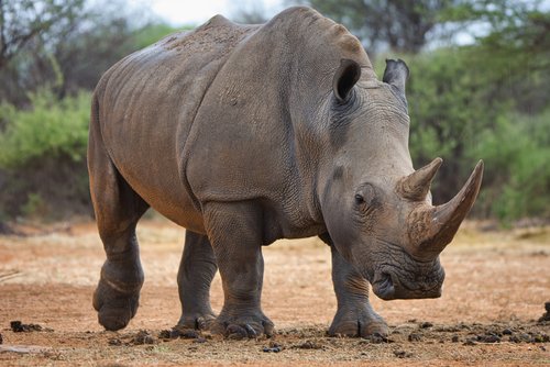 Rhinocéros blanc