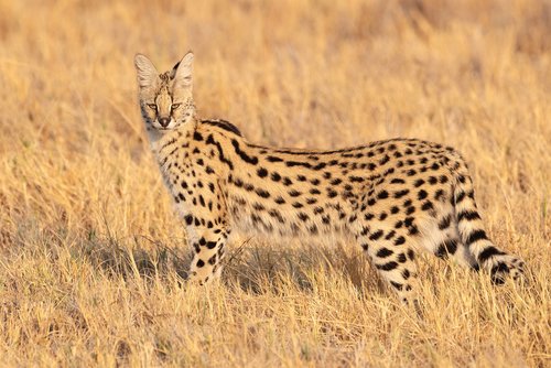 Serval