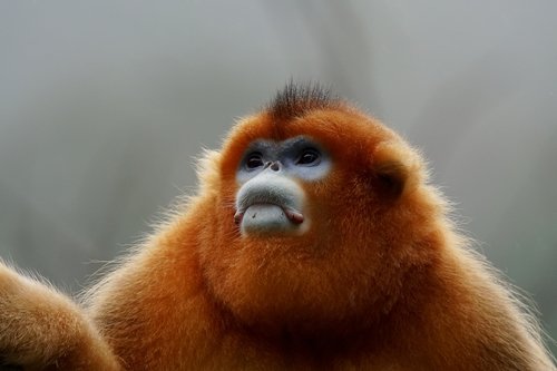 Singe doré