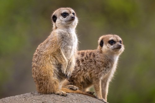 Suricate