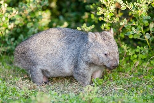 Wombat commun
